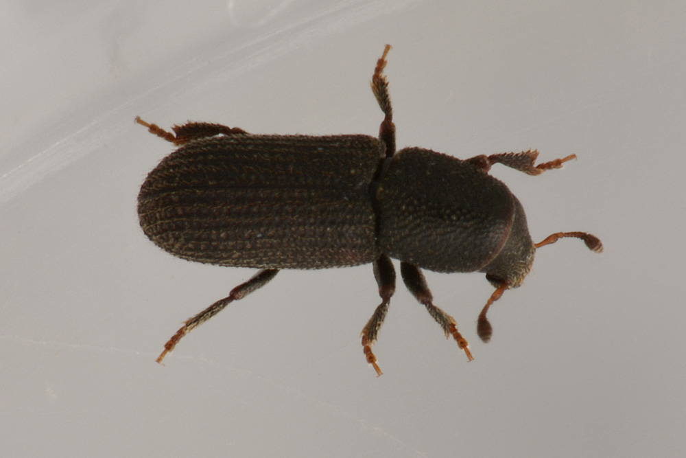 Scolytidae: Hylastes cfr. linearis